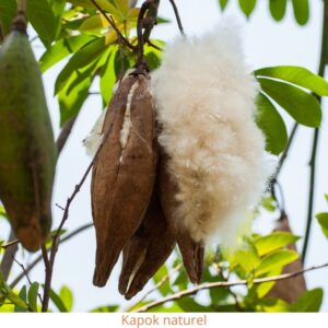 Fruit du fromager ou kapokier